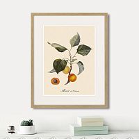 картина: juicy fruit lithography №2, 1870г. в Казани