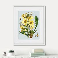 картина: himalaya plants yellow flower, 1869г. в Казани