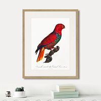 картина: beautiful parrots №9, 1872г. в Казани