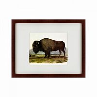 картина: american bison, 1845 в Казани