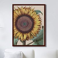 картина: large sunflower (flos solis maior), 1713г. в Казани