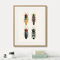 картина: assorted beetles №5, 1735г. в Казани