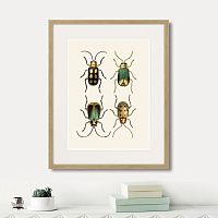 картина: assorted beetles №8, 1735г. в Казани