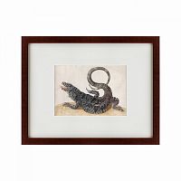 картина: black tegu lizard, 1700 в Казани