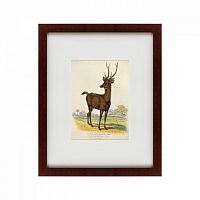 картина: a rusa deer, 1830 в Казани