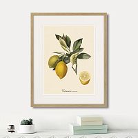 картина: juicy fruit lithography №3, 1870г. в Казани