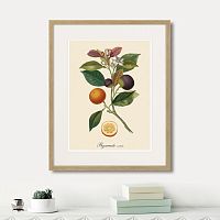 картина: juicy fruit lithography №11, 1870г. в Казани