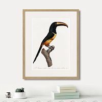 картина: beautiful toucans №4, 1806г. в Казани