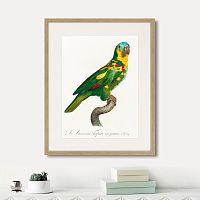 картина: beautiful parrots №11, 1872г. в Казани