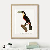 картина: beautiful toucans №1, 1806г. в Казани