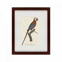 картина: ara macao (scarlet macaw), 1801 в Казани