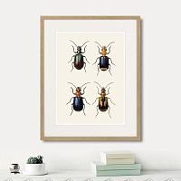 картина: assorted beetles №4, 1735г. в Казани