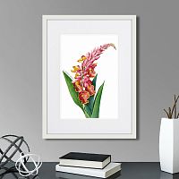 картина: caribian flora pink alpinia, 1740г. в Казани