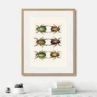 картина: assorted beetles №11, 1735г. в Казани