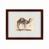 картина: arabian camel, 1809 в Казани