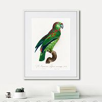 картина: beautiful parrots №4, 1872г. в Казани