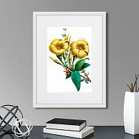 картина: caribian flora yellow allamanda, 1740г. в Казани