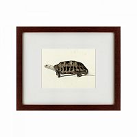 картина: a hand-painted illustration of an elongated tortoise, 1873 в Казани