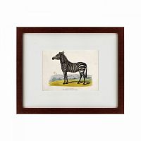 картина: a zebra, 1830 в Казани