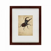 картина: stag beetle, 1505 в Казани