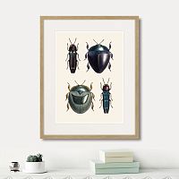 картина: assorted beetles №1, 1735г. в Казани