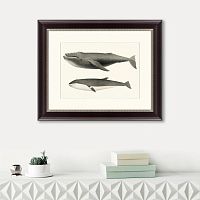 картина: humpback whale (megaptera versabilis), 1859 в Казани