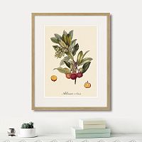 картина: juicy fruit lithography №4, 1870г. в Казани