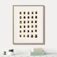 картина: assorted beetles №2, 1735г. в Казани