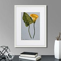 картина: yellow arum lily, 1899г. в Казани