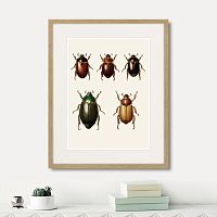 картина: assorted beetles №7, 1735г. в Казани