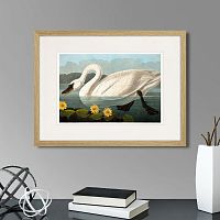 картина: common american swan (white), 1838г. в Казани