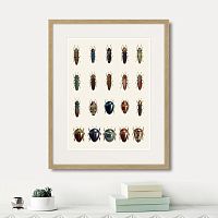 картина: assorted beetles №3, 1735г. в Казани