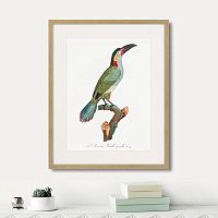 картина: beautiful toucans №3, 1806г. в Казани