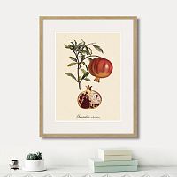 картина: juicy fruit lithography №7, 1870г. в Казани