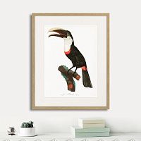 картина: beautiful toucans №2, 1806г. в Казани