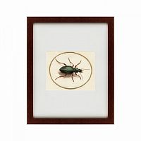 картина: beetle, 1700 в Казани