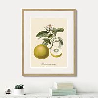 картина: juicy fruit lithography №10, 1870г. в Казани