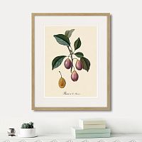 картина: juicy fruit lithography №9, 1870г. в Казани